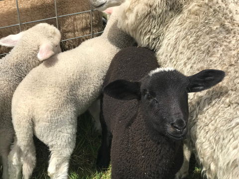 Flinders Island Show - Sunshine Coast Tourism 0