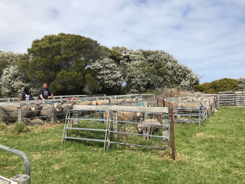 Flinders Island Show - Sunshine Coast Tourism 1