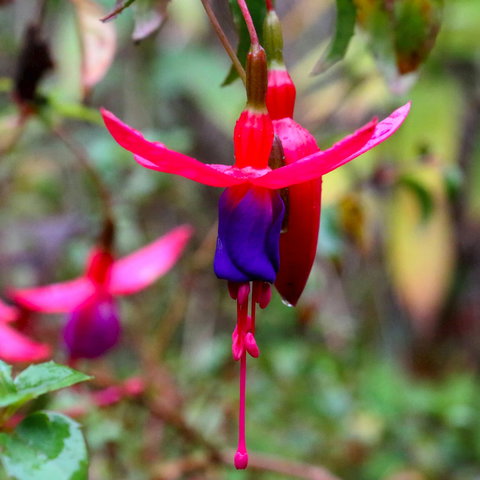 Friends Of Tindale Garden Monthly Plant Sales - Sunshine Coast Tourism 0