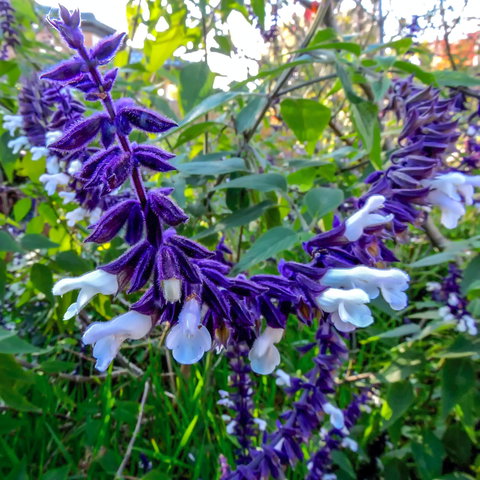 Friends Of Tindale Garden Monthly Plant Sales - Sunshine Coast Tourism 1