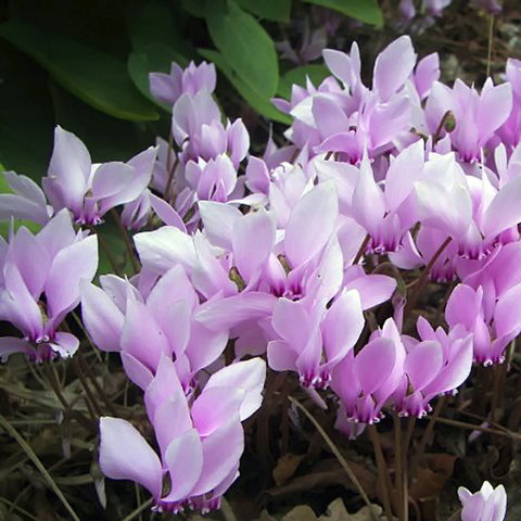 Friends Of Tindale Garden Monthly Plant Sales - Sunshine Coast Tourism 2