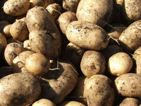 Guyra Lamb And Potato Festival - Sunshine Coast Tourism 1