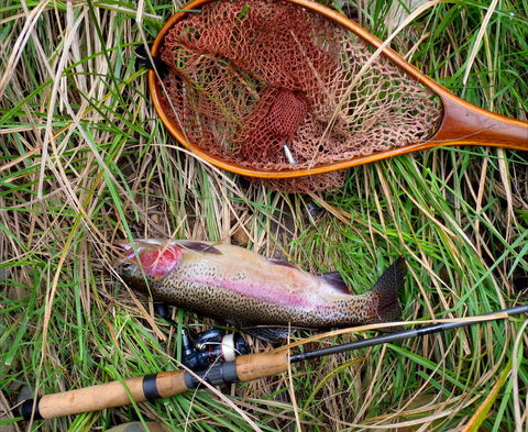 Guyra TroutFest - Sunshine Coast Tourism 0