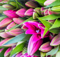 Harvest Launceston Community Farmers' Market - Holiday Sunshine Coast