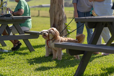 Live Music Sundays At Mountain Ridge Wines - Holiday Sunshine Coast 1