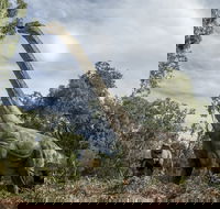 Lost Sanctuary at Healesville Sanctuary - Sunshine Coast Tourism