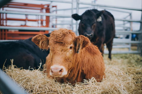 Mudgee Small Farm Field Days - Sunshine Coast Tourism 2
