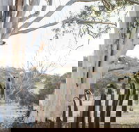 Sculptures in the Garden - Sunshine Coast Tourism