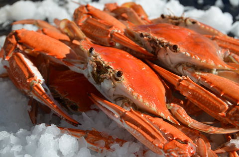 Seafood On Spencer - Sunshine Coast Tourism 1