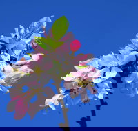 Spring time at Hunter Valley Gardens - Sunshine Coast Tourism