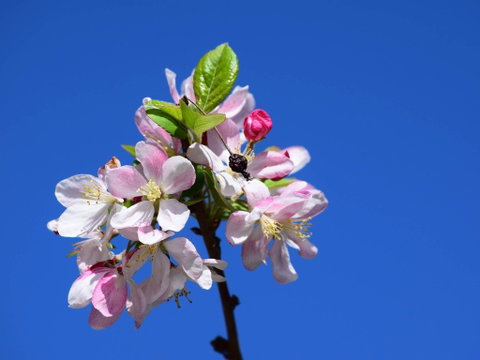 Spring Time At Hunter Valley Gardens - Sunshine Coast Tourism 0