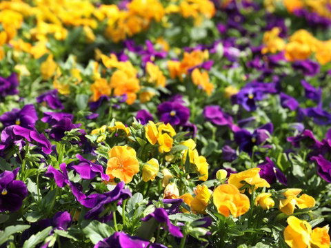 Spring Time At Hunter Valley Gardens - Sunshine Coast Tourism 2