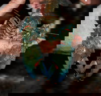 Windorah International Yabby Races - Postponed - Sunshine Coast Tourism