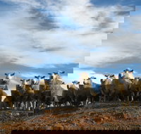 Annual Bredbo Sheep Dog Trials - Sunshine Coast Tourism