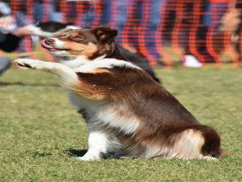 Dogs In The Park NSW Orange - Sunshine Coast Tourism 0