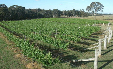 Yarralaw Springs Wines  - Cellar Door Wine Tasting - Sunshine Coast Tourism 1