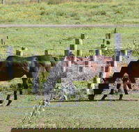 Airport Motel Sir Francis Drake - Sunshine Coast Tourism