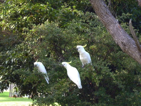 Coachman's Eden - Holiday Sunshine Coast 5