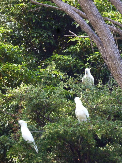 Coachman's Eden - Holiday Sunshine Coast 3