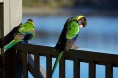 RAC Karri Valley Resort - Holiday Sunshine Coast 3