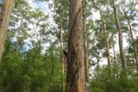 RAC Karri Valley Resort - Holiday Sunshine Coast 1