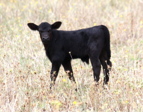 Old Bara Guesthouse - Holiday Sunshine Coast 4