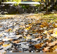 Cradle Forest Inn - Holiday Sunshine Coast