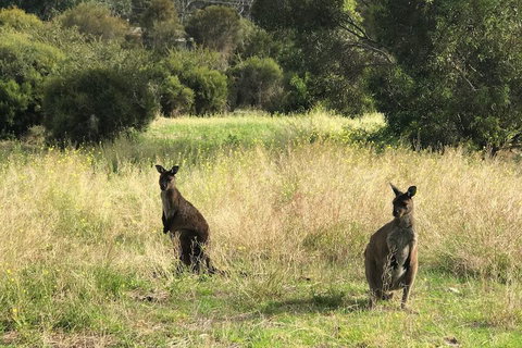 Sunrise On Falie - Holiday Sunshine Coast 5