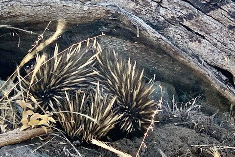 Sunrise On Falie - Holiday Sunshine Coast 3