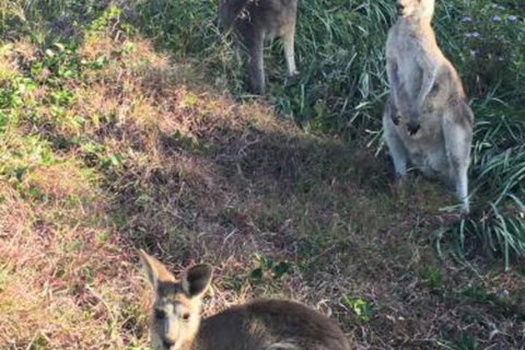 Lookout Unit 7 - Sunshine Coast Tourism 3