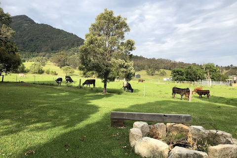 ARCADIA - The Barn Cottage & Rosehill Cottage - Holiday Sunshine Coast 3