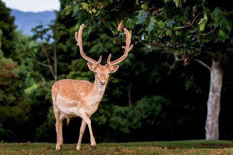 Lookout Mountain Retreat - Holiday Sunshine Coast 1