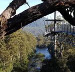 Tahune Air Walk Lodge - Sunshine Coast Tourism