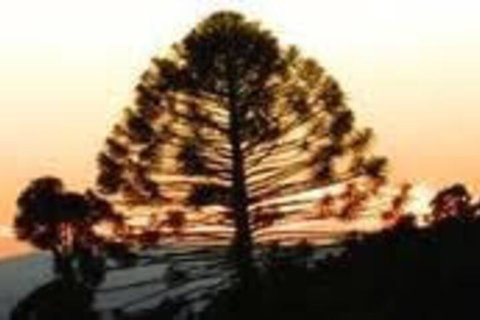 Bunya Mountains Accommodation Centre - Holiday Sunshine Coast 5