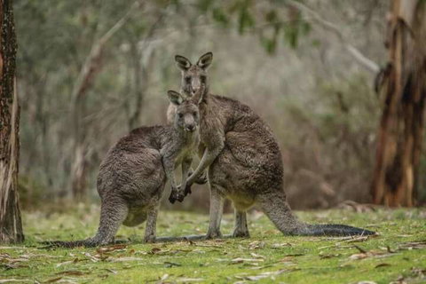 Yarrangobilly Caves House - Sunshine Coast Tourism 7