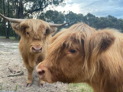 Cockatoo Cottages - Holiday Sunshine Coast 5