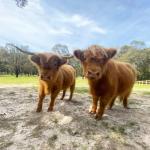 Cockatoo Cottages - Holiday Sunshine Coast 0