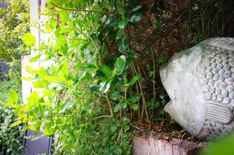 Capella Villa No. 4 Stunning Luxury Decor Inside & Out - Holiday Sunshine Coast 2