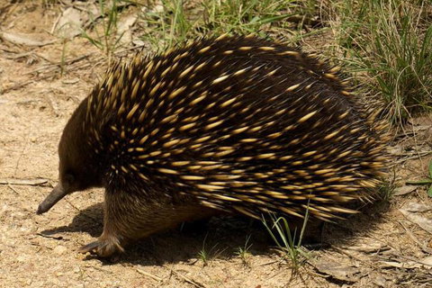 Brigadoon Cottages - Sunshine Coast Tourism 7