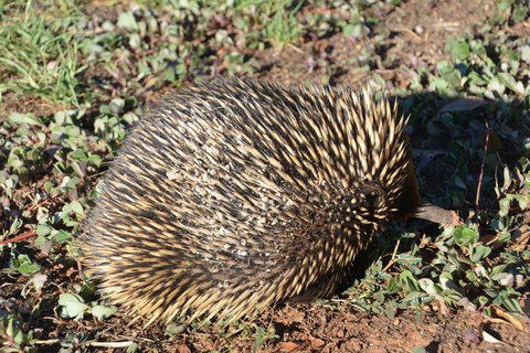 The Wicked Villa - Sunshine Coast Tourism 3