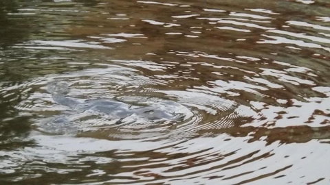 Penguin Seaside Homestay - Holiday Sunshine Coast 2