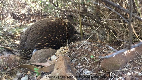 Penguin Seaside Homestay - Holiday Sunshine Coast 1