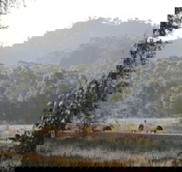 Dacelo - Sunshine Coast Tourism