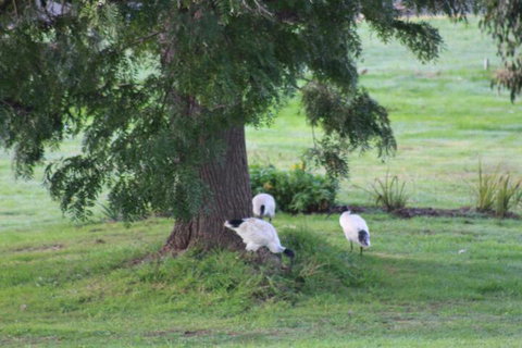 Nyora Lodge B & B - Sunshine Coast Tourism 3