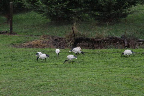 Nyora Lodge B & B - Sunshine Coast Tourism 2