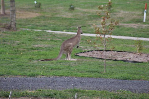 Nyora Lodge B & B - Sunshine Coast Tourism 7