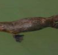 The Pond Cottage - Holiday Sunshine Coast