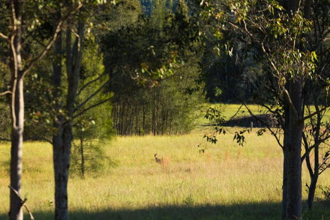Windsors Edge Cottage Rothbury - Sunshine Coast Tourism 2