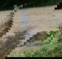 Jarrah Lodge - Sunshine Coast Tourism