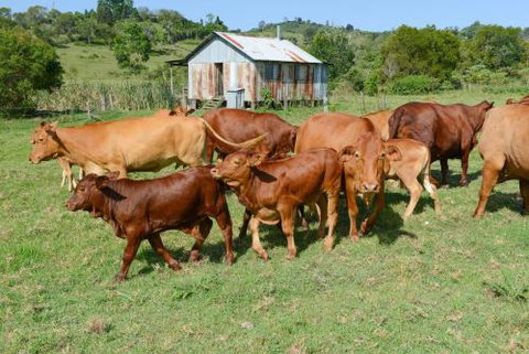 Samford Lakes - Sunshine Coast Tourism 5